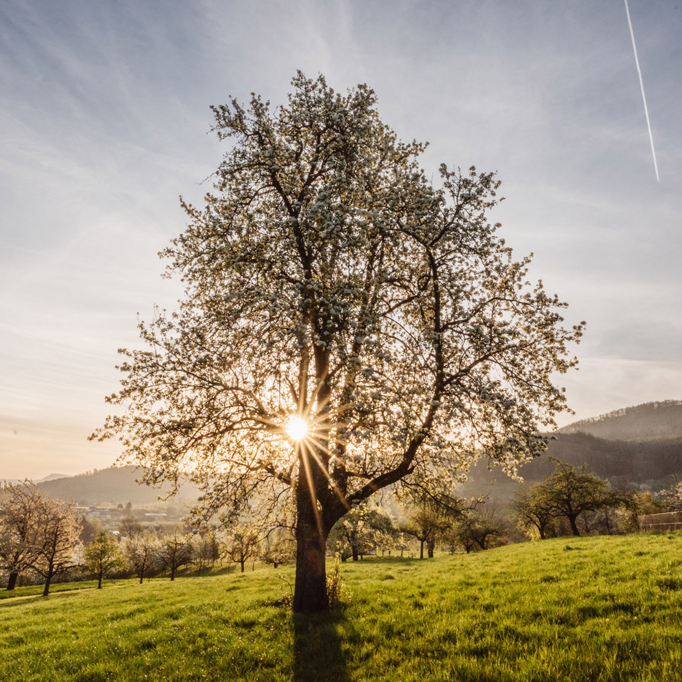Blühender Obstbaum auf der Streuobstwiese