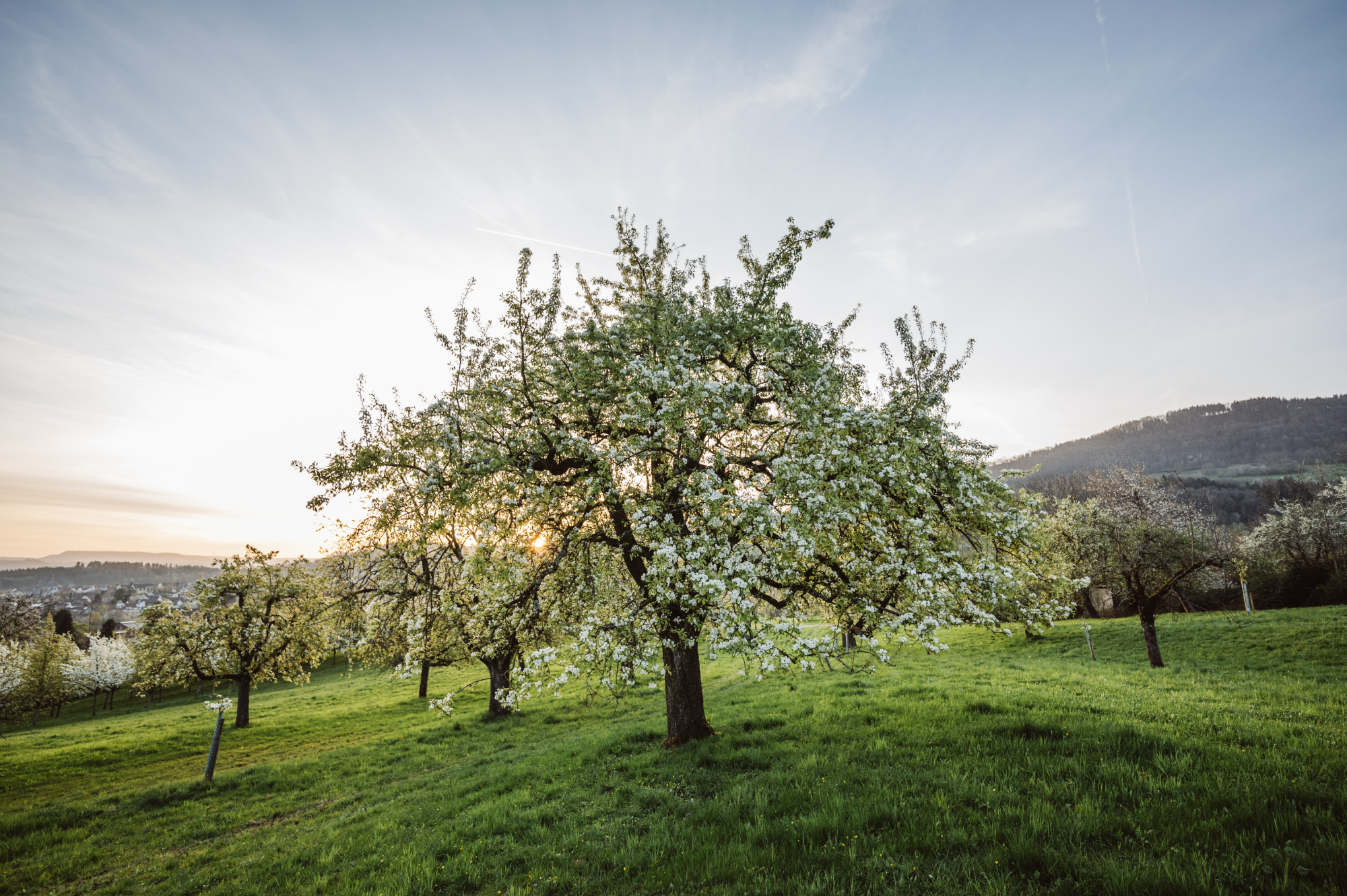 Blühender Hochstamm-Obstbaum auf einer Streuobstwiese der Schwäbischen Alb im Abendlicht